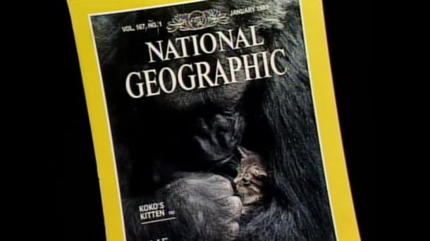 Koko, la gorila que adopta a los gatitos: conocela