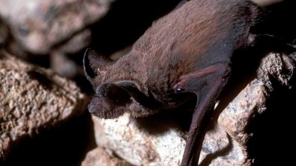 Alarma en Ezeiza: dos gatos cazaron un murciélago con rabia