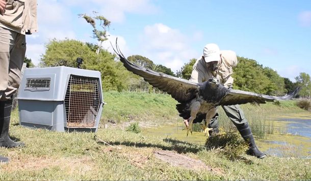 VIDEO: Tras dos años de rehabilitación, un águila mora rescatada volvió a volar