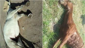 peregrinacion gaucha descontrolada: accidentes y caballos muertos peregrinacion gaucha descontrolada: accidentes y caballos muertos