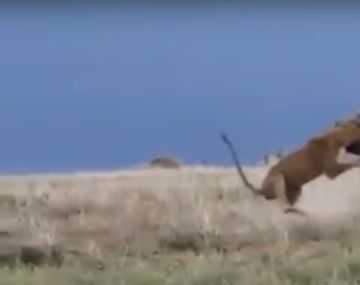 Mirá cómo un hipopótamo se defendió atacando a un león