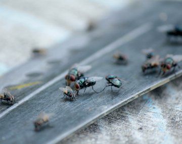 Moscas y mosquitos: 4 trucos para eliminarlos para siempre