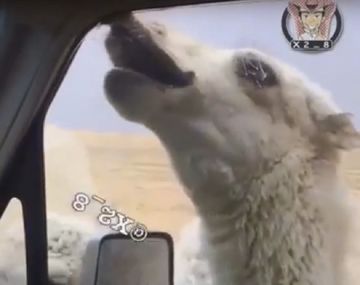 VIDEO: le agarró el labio con la ventana