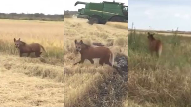 VIDEO: Sorpresa por la aparición de dos aguará guazú, animales en peligro de extinción