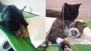 un gato , enfermero de un refugio un gato , enfermero de un refugio