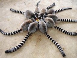 Pensé que era una araña: el tuit viral que llegó a cientos de miles de personas