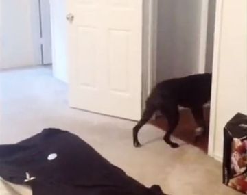 Un perro intenta superar el miedo