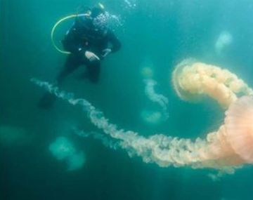 Medusas en Puerto Madryn