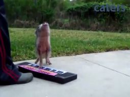 VIDEO: Una cerdita se convirtió en una estrella del pop