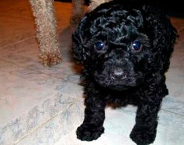 Le robaron un caniche a un nene y pagaron rescate para recuperarlo