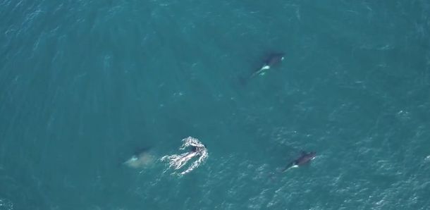 VIDEO: Una orca golpeó a una foca con su cola y la lanzó por los aires