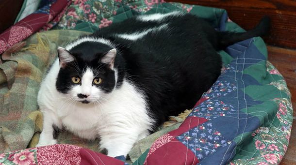 Preocupa una gata que es obesa y alcanzó los 15 kilos