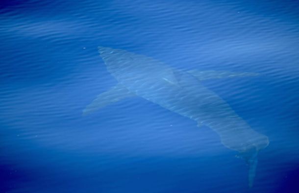 En un avistaje histórico