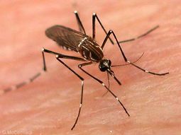 medicos del mundo impulsa reunion en mercosur por avance del dengue medicos del mundo impulsa reunion en mercosur por avance del dengue