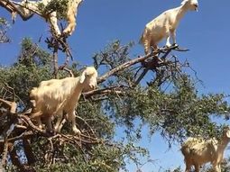 Mirá a las cabras equilibristas que se suben a los árboles para conseguir comida