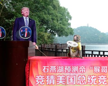 El mono le da la victoria a Trump