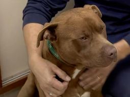 asi esta el pitbull que fue torturado por empleados municipales de tigre asi esta el pitbull que fue torturado por empleados municipales de tigre