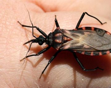 Avance argentino contra chagas