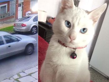 A plena luz del día, se llevaron una gata: el desesperado pedido de la dueña