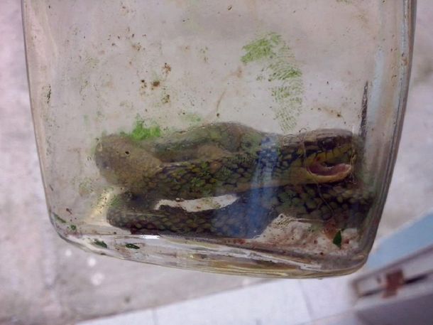 Un nene de un año encontró una serpiente venenosa y la mató a mordiscos