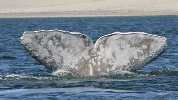 pariente de moby dick: encuentran a una ballena albina y a su cria en mexico pariente de moby dick: encuentran a una ballena albina y a su cria en mexico