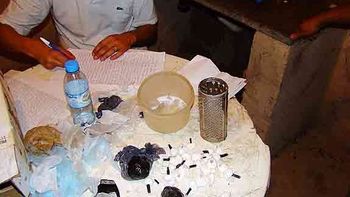 Chancho sosa la voz Chancho sosa la voz