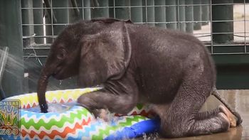video: mira la tierna reaccion de un elefante bebe cuando se bana en una pileta por primera vez video: mira la tierna reaccion de un elefante bebe cuando se bana en una pileta por primera vez