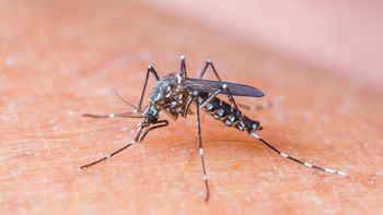 misiones: dos casos de dengue misiones: dos casos de dengue