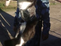 Presos utilizaban a un gato para contrabandear celulares en una prisión
