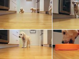 el crecimiento de dos perros golden retrievers el crecimiento de dos perros golden retrievers