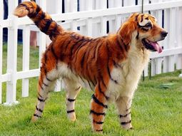 Perrotigre