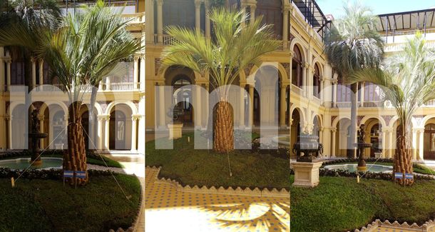 Se terminó la novela de la palmera: la Casa Rosada ya tiene su nuevo ejemplar