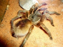 A juicio por vender arañas pollitos