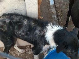 Denuncian a perrera por apilar animales y dejar que se maten