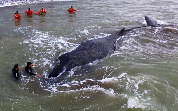 Apareció muerta la ballena que estuvo encallada en Mar del Tuyú