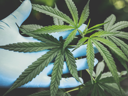 El Ircca prevé que haya 300 clubes canábicos a fin de año. (Foto: Gobierno del Uruguay) El Ircca prevé que haya 300 clubes canábicos a fin de año. (Foto: Gobierno del Uruguay)