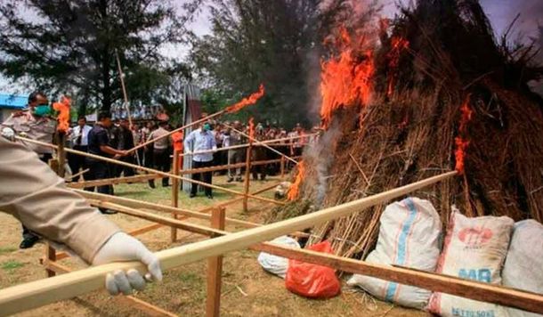 Indonesia: quemaron tres toneladas de marihuana y drogaron a todo un pueblo
