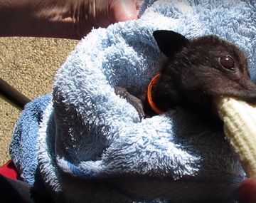 Un murciélago al que le encanta comer bananas