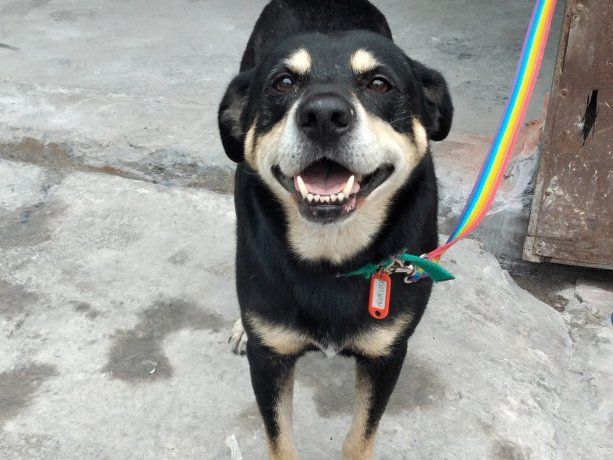 Su dueño murió y el perro lo fue a buscar a la funeraria