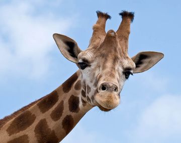 ¿Por qué las imágenes de jirafas son furor en Facebook?