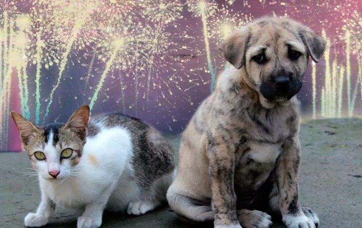Cómo proteger a las mascotas de la pirotecnia en Año Nuevo
