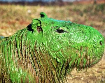 Entre Ríos: alarma por los carpinchos teñidos de verde