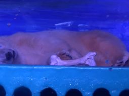 Juntan firmas para liberar a Pizza, el oso polar más triste del mundo