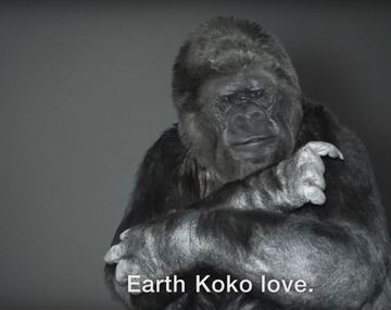 Mensaje de un gorila a los seres humanos