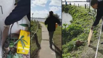 video: aparecio una nutria en su casa, la atrapo y la devolvio al rio video: aparecio una nutria en su casa, la atrapo y la devolvio al rio