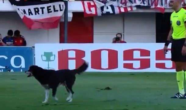 Un perro invadió la cancha en Chacarita vs Racing&nbsp;