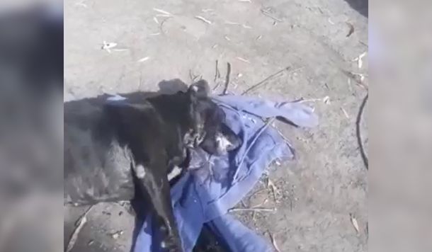 La Plata: envenenaron a perros y gatos en Melchor Romero
