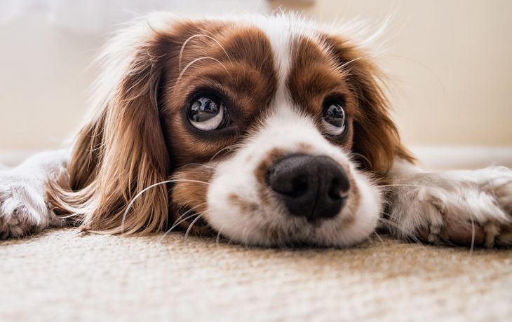 Aseguran que los perros pueden asociar palabras con objetos