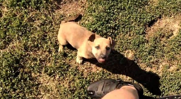 Encontró a un cachorro en el medio de la nada y se lo llevó a su casa
