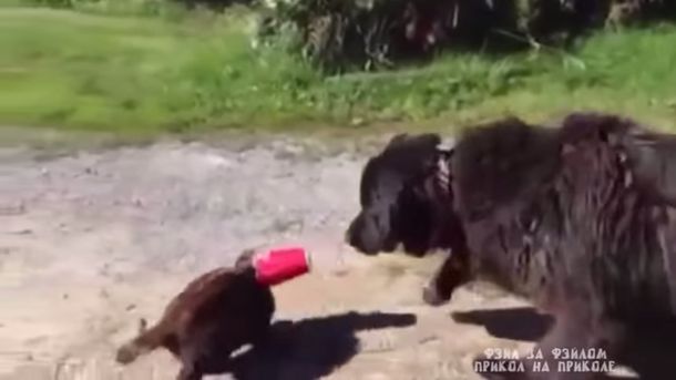 Al rescate: mirá cómo un perro salva a un gato de una broma cruel